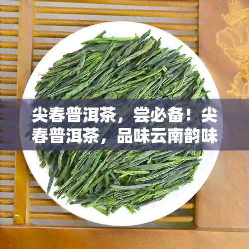 尖春普洱茶，尝必备！尖春普洱茶，品味云南韵味