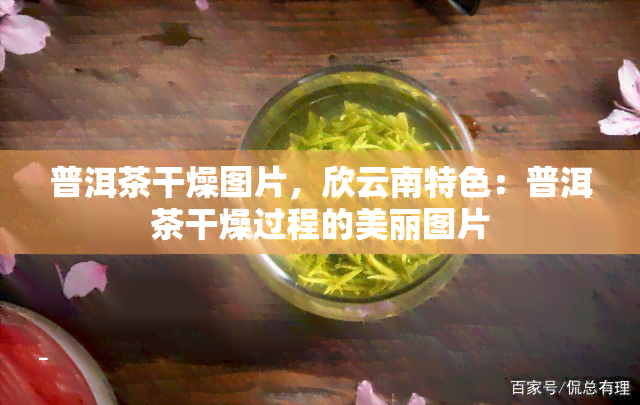 普洱茶干燥图片，欣云南特色：普洱茶干燥过程的美丽图片