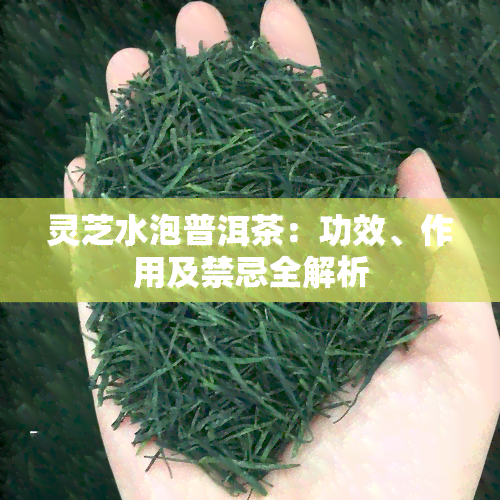 灵芝水泡普洱茶：功效、作用及禁忌全解析