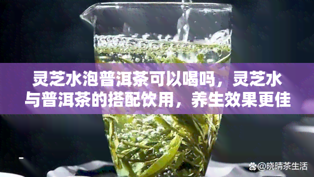 灵芝水泡普洱茶可以喝吗，灵芝水与普洱茶的搭配饮用，养生效果更佳！