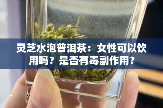 灵芝水泡普洱茶：女性可以饮用吗？是否有副作用？