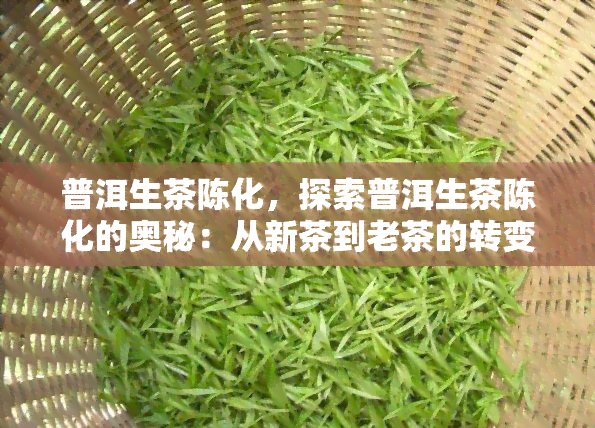 普洱生茶陈化，探索普洱生茶陈化的奥秘：从新茶到老茶的转变与风味提升