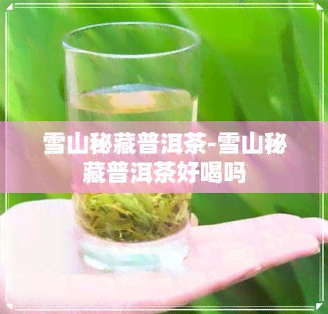 雪山秘藏普洱茶-雪山秘藏普洱茶好喝吗