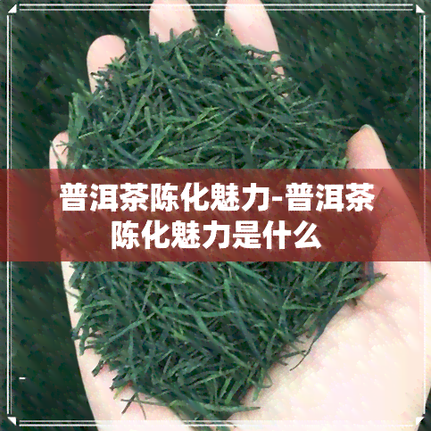 普洱茶陈化魅力-普洱茶陈化魅力是什么