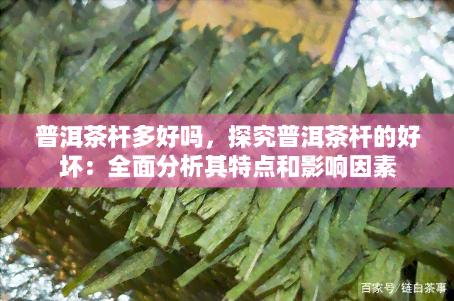 普洱茶杆多好吗，探究普洱茶杆的好坏：全面分析其特点和影响因素