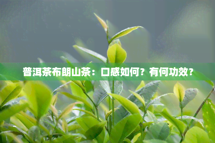 普洱茶布朗山茶：口感如何？有何功效？