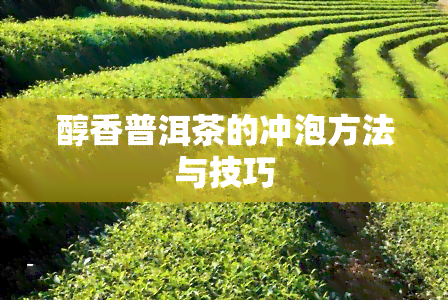 醇香普洱茶的冲泡方法与技巧