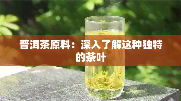 普洱茶原料：深入了解这种独特的茶叶