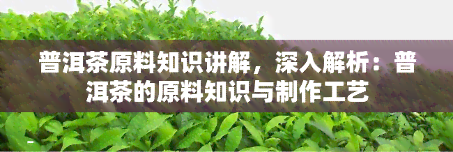 普洱茶原料知识讲解，深入解析：普洱茶的原料知识与制作工艺