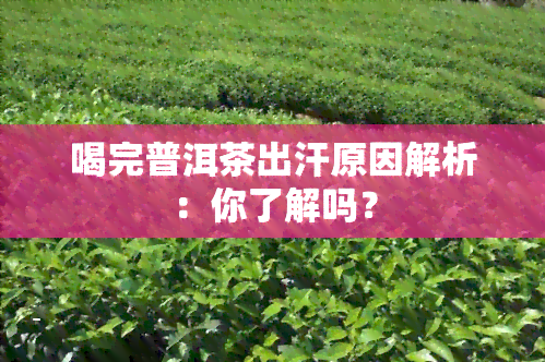 喝完普洱茶出汗原因解析：你了解吗？