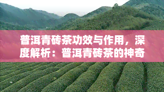 普洱青砖茶功效与作用，深度解析：普洱青砖茶的神奇功效与作用