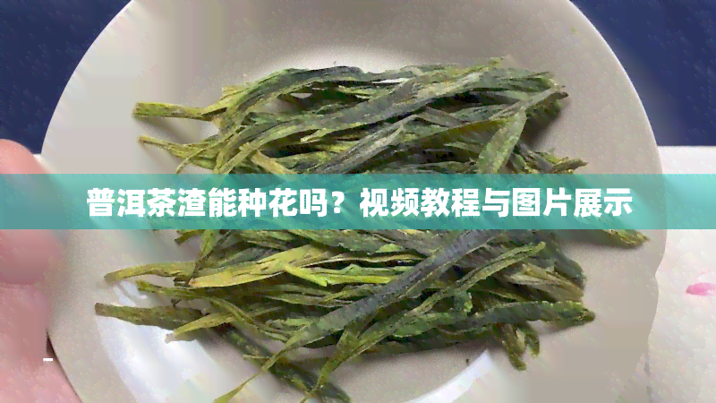 普洱茶渣能种花吗？视频教程与图片展示