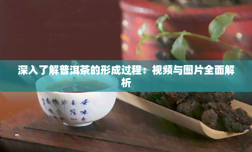 深入了解普洱茶的形成过程：视频与图片全面解析