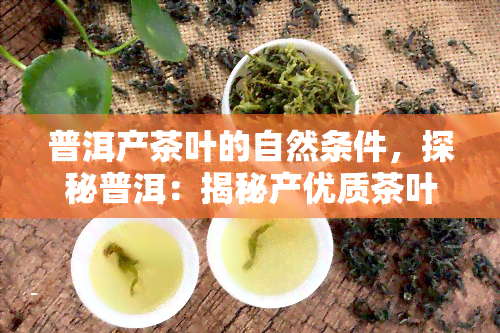 普洱产茶叶的自然条件，探秘普洱：揭秘产优质茶叶的自然环境