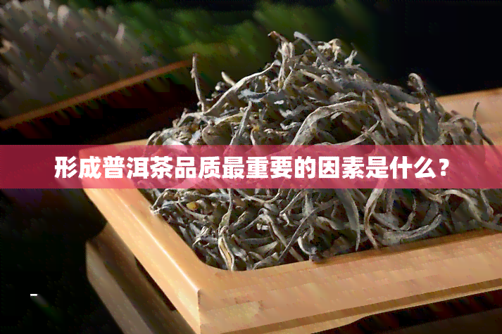 形成普洱茶品质最重要的因素是什么？