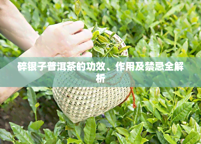 碎银子普洱茶的功效、作用及禁忌全解析