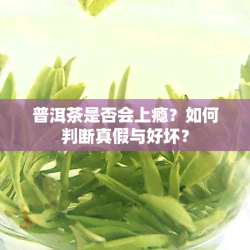 普洱茶是否会上瘾？如何判断真假与好坏？