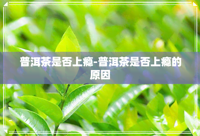 普洱茶是否上瘾-普洱茶是否上瘾的原因