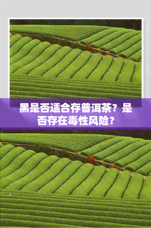 黑是否适合存普洱茶？是否存在性风险？