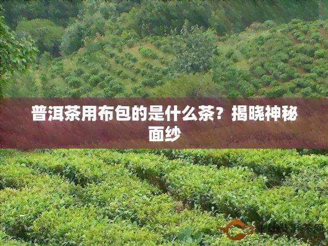 普洱茶用布包的是什么茶？揭晓神秘面纱