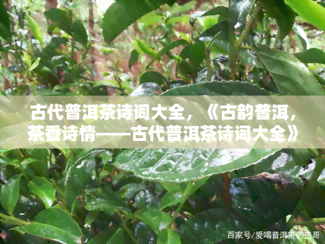 古代普洱茶诗词大全，《古韵普洱，茶香诗情——古代普洱茶诗词大全》