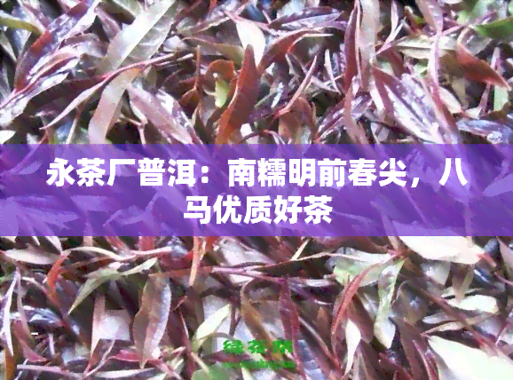 永茶厂普洱：南糯明前春尖，八马优质好茶