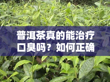 普洱茶真的能治疗口臭吗？如何正确饮用以发挥效果？