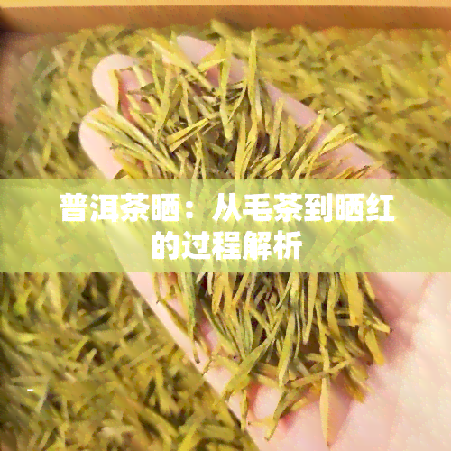 普洱茶晒：从毛茶到晒红的过程解析