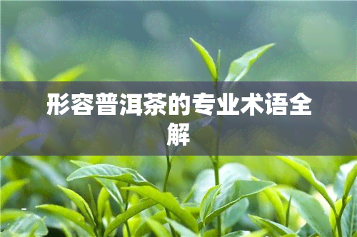 形容普洱茶的专业术语全解