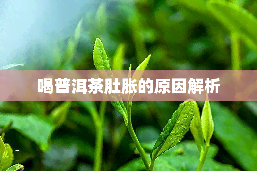 喝普洱茶肚胀的原因解析