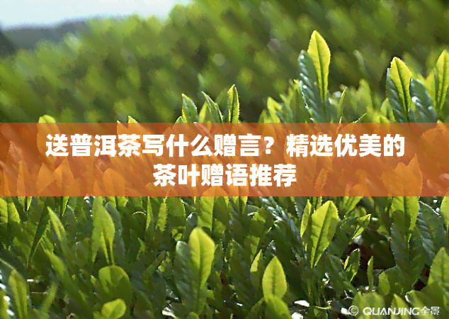 送普洱茶写什么赠言？精选优美的茶叶赠语推荐