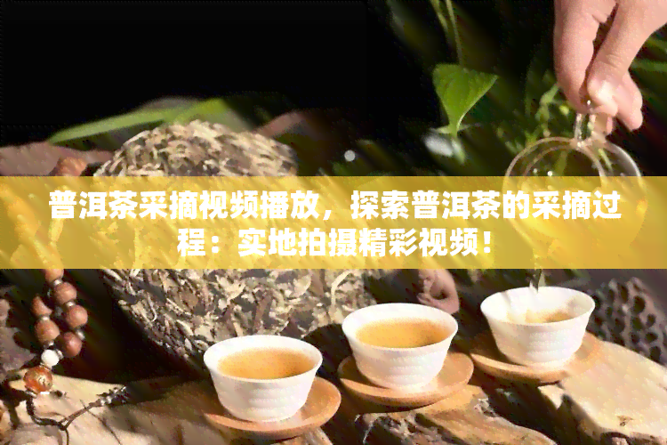 普洱茶采摘视频播放，探索普洱茶的采摘过程：实地拍摄精彩视频！