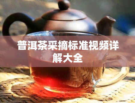 普洱茶采摘标准视频详解大全