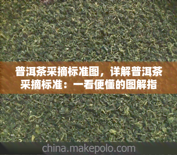 普洱茶采摘标准图，详解普洱茶采摘标准：一看便懂的图解指南