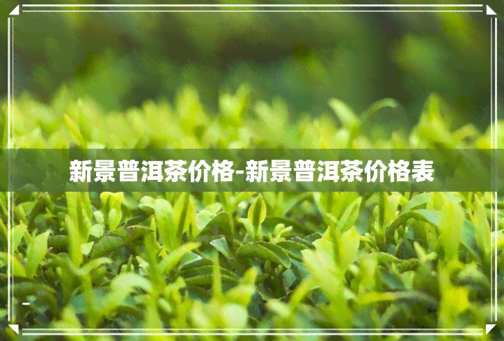 新景普洱茶价格-新景普洱茶价格表