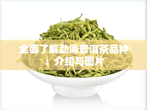 全面了解勐海普洱茶品种：介绍与图片