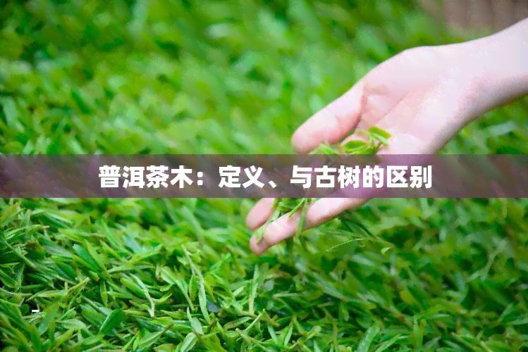 普洱茶木：定义、与古树的区别