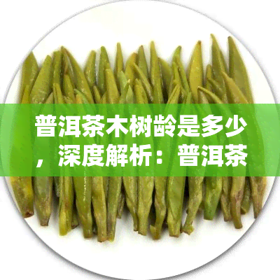 普洱茶木树龄是多少，深度解析：普洱茶木树龄的影响因素与品质关系