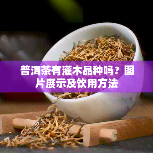 普洱茶有灌木品种吗？图片展示及饮用方法