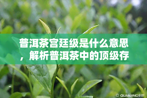 普洱茶宫廷级是什么意思，解析普洱茶中的顶级存在：宫廷级普洱茶的含义与特点