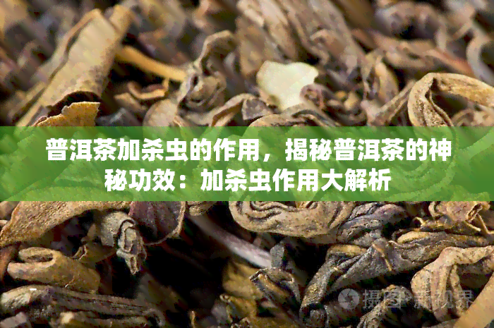 普洱茶加杀虫的作用，揭秘普洱茶的神秘功效：加杀虫作用大解析