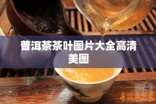 普洱茶茶叶图片大全高清美图