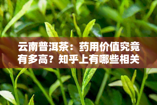 云南普洱茶：药用价值究竟有多高？知乎上有哪些相关讨论？价格又是多少呢？