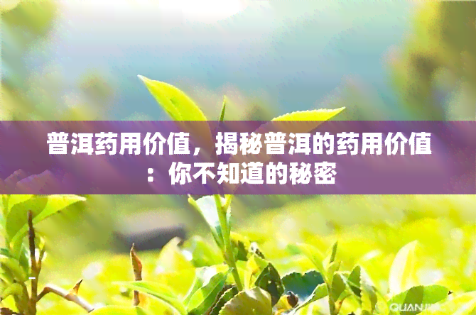 普洱药用价值，揭秘普洱的药用价值：你不知道的秘密