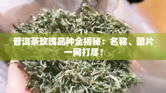 普洱茶玫瑰品种全揭秘：名称、图片一网打尽！