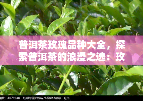 普洱茶玫瑰品种大全，探索普洱茶的浪漫之选：玫瑰品种大全解析