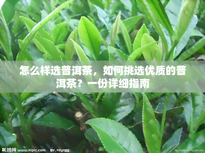 怎么样选普洱茶，如何挑选优质的普洱茶？一份详细指南