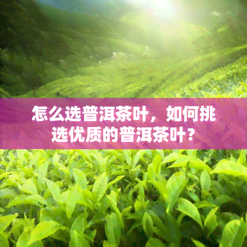 怎么选普洱茶叶，如何挑选优质的普洱茶叶？