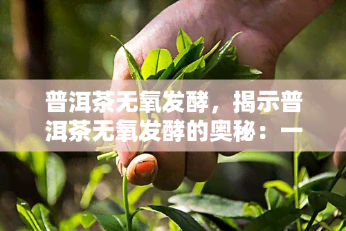 普洱茶无氧发酵，揭示普洱茶无氧发酵的奥秘：一种独特的茶叶制作工艺