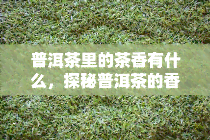 普洱茶里的茶香有什么，探秘普洱茶的香气：它究竟由什么组成？